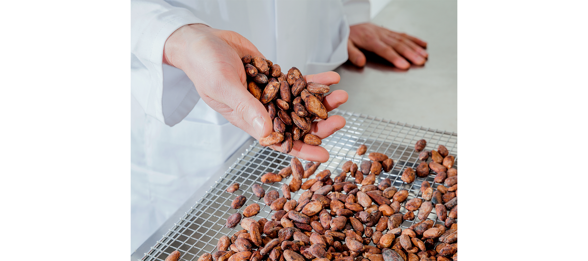Sorting cacao beans at the Hunted+Gathered factory