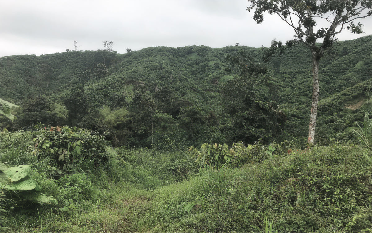 Forested cacao-growing landscape at Zorzal in the Dominican Republic