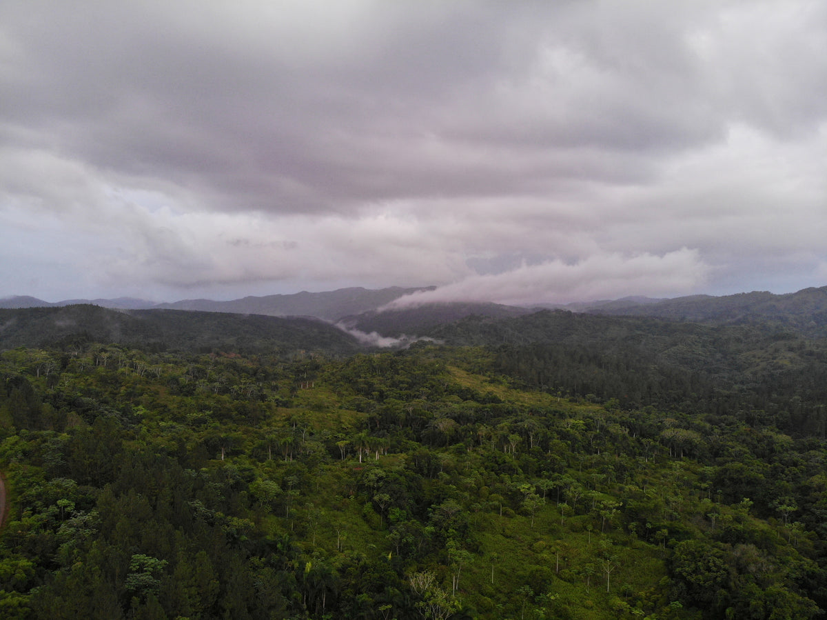 Rainforest at Reserva Zorzal
